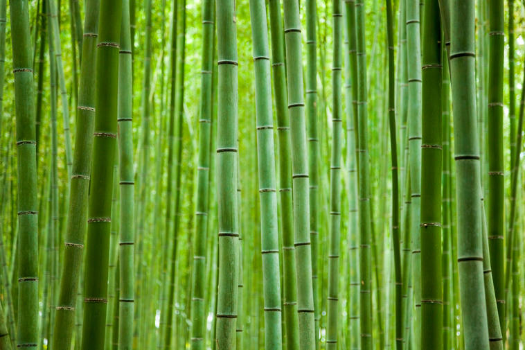 Bamboo Forest Wallpaper | Luxe Walls - Removable Wallpapers