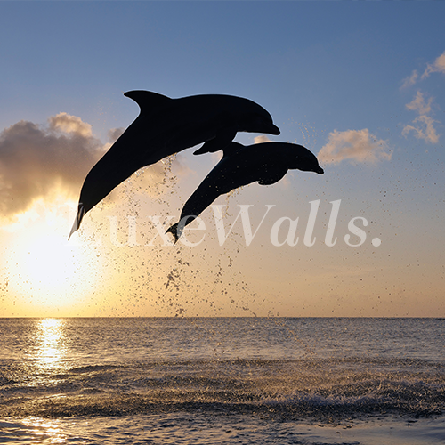 Dolphin widescreen 16:9 wallpapers hd, desktop backgrounds 1600x900, images  and pictures