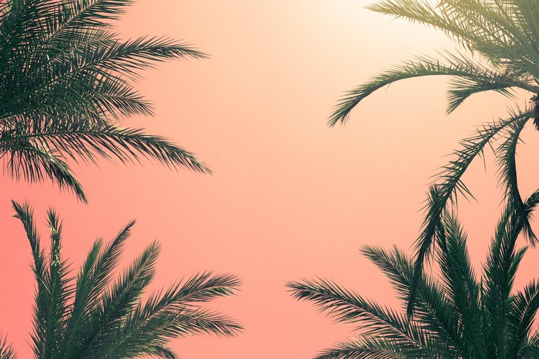 Palms and Pink Sky Wallpaper | Luxe Walls - Removable Wallpapers